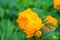 Spring forest bright orange flower of Trollius asiaticus