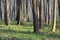 Spring forest covered with anemones flowers. Nature background