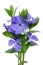 The spring forest creeping flower of the Periwinkle blooms with