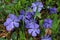 The spring forest creeping flower the Periwinkle  blooms with blue bells