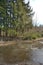 Spring forest at the edge of the road, tall green spruces among dark bare deciduous trees, ice on puddles, bright sunny March day