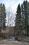 Spring forest at the edge of the road, tall green spruces among dark bare deciduous trees, ice on puddles, bright sunny March day