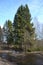 Spring forest at the edge of the road, tall green spruces among dark bare deciduous trees, ice on puddles, bright sunny March day