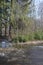 Spring forest at the edge of the road, tall green spruces among dark bare deciduous trees, ice on puddles, bright sunny March day