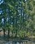 Spring forest at the edge of the road  tall green spruces among dark bare deciduous trees  ice on puddles  bright sunny March day