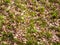 Spring forest floor growing new shoots green landscape texture