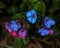 Spring forest flower Pulmonaria in the shade of trees