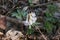 Spring forest flowers. Glades with white and purple flowers