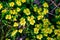 Spring forest flowers-a pattern of green leaves and yellow inflorescences.