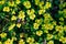 Spring forest flowers-a pattern of green leaves and yellow inflorescences.