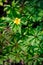 Spring forest flowers-a pattern of green leaves and yellow inflorescences.