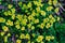 Spring forest flowers-a pattern of green leaves and yellow inflorescences.