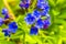 in spring, the forest or garden flower Lungwort blooms and feeds insects and bees with blue and purple inflorescences