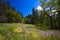 Spring Forest Glade with pink wildflowers and trees