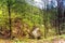 Spring forest. Green woods. Mountain creek in valley