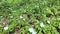 Spring forest with growing blooming carpet of white wild flowers wood anemone