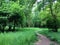 Spring forest landscape. Footpath in the green spring forest