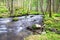 Spring Forest Lanscape with River Flowing