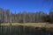 Spring forest near the river. Birch grove. Tall grasses in the water