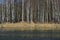 Spring forest near the river. Birch grove. Tall grasses in the water