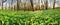 Spring Forest panoram at sunset with wild garlic - Allium ursinum