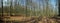 Spring forest panorama