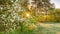 Spring forest panorama landscape with a flowering apple tree and a meadow
