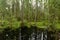 Spring forest reflection in the flood water