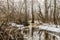 Spring forest stream consisting of meltwater, meltwater stream flows in the wild forest, spring snow melt