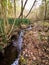 Spring Forest Stream.yellow leaves