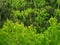 Spring forest texture with different shades of green. Lot of trees on the mountain hill as a pattern. Wild nature landscape, fresh