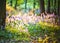 Spring forest theme with bluebells