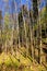 Spring forest thicket in Saspowska Valley nature park along Saspowka creek within Jura Krakowsko-Czestochowska in Poland