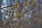 Spring forest. Tree branch with earrings on a blurred background