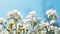 Spring_forest_white_flowers_primroses_on_a_beautiful_1690444187334_2