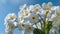 Spring_forest_white_flowers_primroses_on_a_beautiful_1690444713455_3