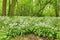 Spring forest with wild garlic Allium ursinum