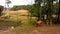 Spring forest and wild herd of deer in a sunny day