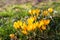 Spring forest with wild saffron. Blooming crocuses, early springtime.