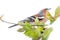 Spring in form of bright plumage of birds (male Finch)