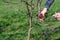 Spring formative pruning of the tree and formation of the tree crown.