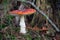 Spring forrest with Amanita muscaria