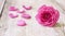 Spring forward, springtime concept - web banner of pink rose flower