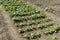 Spring french beans or Phaseolus vulgaris growing in the vegetable garden