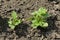 Spring french beans or Phaseolus vulgaris growing in the vegetable garden