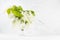 Spring fresh bouquet with white blooming fragrance bird cherry branch with green leaves in glass vase as elegant decor in soft.