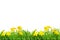 Spring fresh daffodils on white isolated copy space background