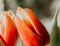 Spring, Fresh flowers tulips - Image
