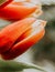 Spring, Fresh flowers tulips - vertical Image