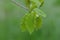 Spring fresh hazel leaves on branch, hazel tree